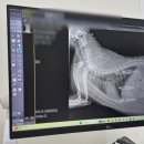 원메디컬 | 길생활했던 7살 고양이 부산다솜고양이메디컬센터금정점 송곳니&amp;어금니 발치 및 스케일링 후기 - 1 -