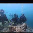 해양당구장 | 세부 다이빙의 명소, 노블레스 다이브 센터 소개