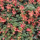 뚝섬한강공원-29 이미지