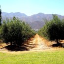 올리브나무 이미지