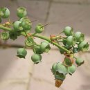 블루베리 시기별 관리 요령 이미지