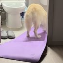 놀로동물행동클리닉 이미지