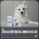 손수의과병원 | 강아지 설사 묽은변 물똥 원인과 대처, 강아지 유산균 추천 샤랩바이오 급여는?
