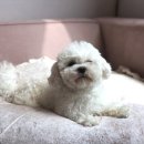 메르시동물병원 이미지