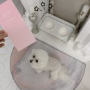 라르펫 | [라르캣 강아지식기] 거실인테리어와도 잘 어울리는...프리제 솜이의 모던식탁 :: 후기좋은 애견식기강추👍