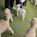 앤버드 | 청주실내동물원 데이트, 14개월 아기와버드앤쥬 후기