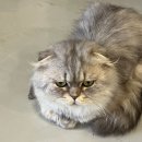 멍냥살롱 | [동탄 애견카페] 강아지와 고양이가 함께 사는 &#39;커피멍냥&#39;
