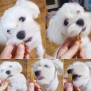 복실이 PC 이미지