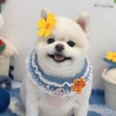 위드뚜뚜 이미지