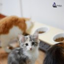 프롬시아 캐터리 이미지