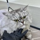 그루아미 이미지