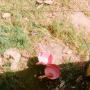 D00726 | [KEPCO 대학생 해외봉사단 8기/ LED팀] 수리/보수(C팀) 해외봉사 후기 (4)