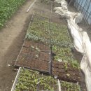 이든농장 이미지