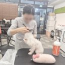 루이동물미용 | 애견미용학원 주말반 등록 완료 찐 수강 후기