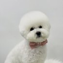 펫밀리샵 이미지