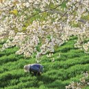 천부농장 이미지