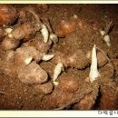 생강 재배 방법 이미지