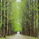 메타세콰이어길 이미지