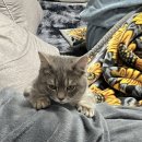 대구고양이분양 원펫 | 대구고양이 분양후기 ㅣ 세 번의 만남 끝에 이어진 묘연, 토리 이야기❤️