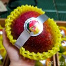 무농약 애플망고 함안 달고존 농장 n번째 내돈내산 직거래 후기 (+가격)