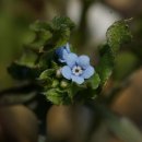 꽃마리(Trigonotis peduncularis, Korean forget me not) 이미지