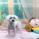 호이펫샵 이미지