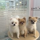 망고&체리 애견샵 이미지