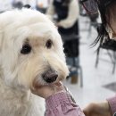 애견미용 이미지