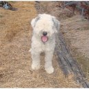 호랑이농장 이미지