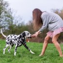 로얄도그 이미지