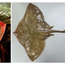 묵림한의원 | [박용준의 생활과 한의학] 홍어(洪魚)