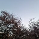 예든미트