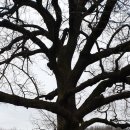 틀모산 도시숲 이미지