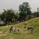 45 | 용인애견운동장 테일45 프라이빗 대관 후기! 루시아·루아나 신나게 뛰어놀았어요