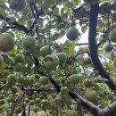 포도, 사과의 수확시기가 다가오고 있습니다. 이미지