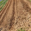 해나환경 | 콩밭에 테라도 골드 뿌리면 약해날까요..?