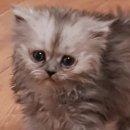 김태화동물병원 이미지