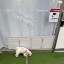 코코 반려견미용실 이미지