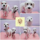 웃개살롱 이미지