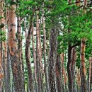 소나무숲 이미지