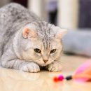 24시 신도림S동물의료센터 이미지