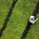 녹차카페 이미지