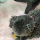 보람애견미용 이미지