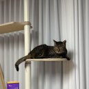 벨라펫 | [반려묘] 고양이신장영양제, 고양이요로결석 예방 추천 마이펫닥터 유리나벨라 급여 후기(●&#39;◡&#39;●)