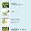줄리스 이미지