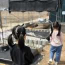 물오름달 | [가족사랑의날:물오름달] 춘분, 딸기 만난 봄 딸기체험 후기