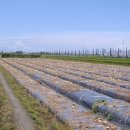 신남농장 이미지