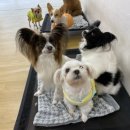 어썸강아지호텔 & 목욕 이미지