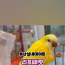 리프패럿 롯데마트 광복점 이미지