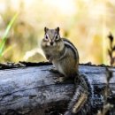 병설유치원 이미지